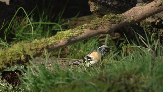Bird Hopping Along Forest Floor, Flying Away, Close Up, Cinematic Slow Motion Shot