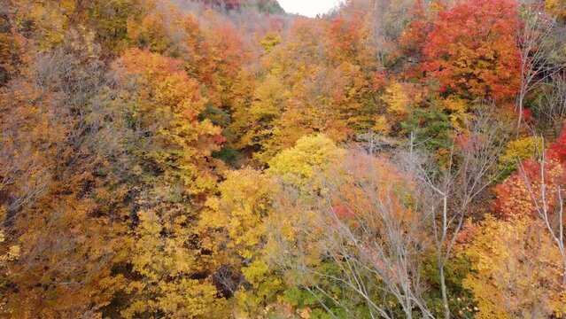 Aerial Flying Over Autumnal Fall Trees In Niagara Glen In Ontario. Establishing Shot