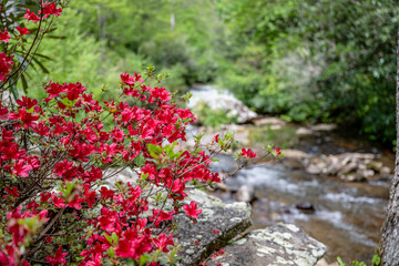 Fototapeta na wymiar azalea bloom along river