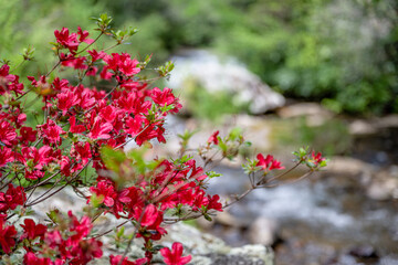 azalea bloom along river