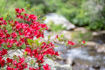 azalea bloom along river