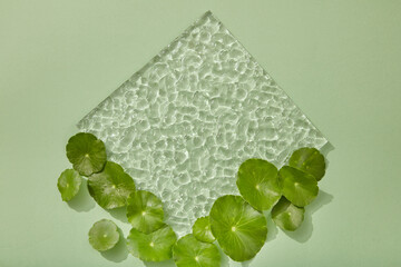 Square-shaped acrylic sheet decorated with some fresh Gotu kola leaves. Vacant space on it is for...