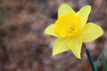 Fototapeta premium yellow daffodil flower