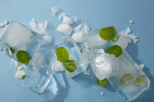 Frozen gotu kola leaves in ice cubes displayed on blue background. Scene for advertising cosmetic product from gotu kola - natural extract ingredients for body and face.