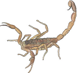 Drawing Stripped bark scorpion, poisonous, midlle,art.illustration, vector