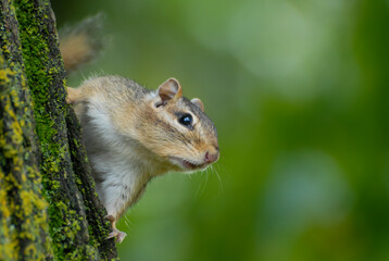Eastern chipmunk hanging onto the side of a tree trunk