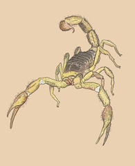 Drawing Giant desert scorpion, dangerous, big, sting, art.illustration, vector