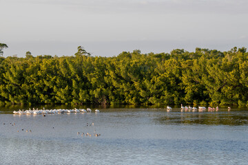 American White Pelicans and Roseate spoonbills in the J.N. Ding Darling National Wildlife Refuge in Florida