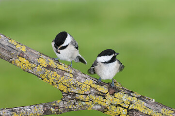 Two Black-capped Chickadees perched on a branch