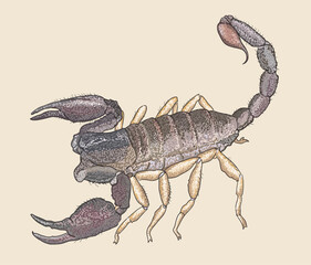 Drawing Pasific forest scorpion, danger, large,art.illustration, vector