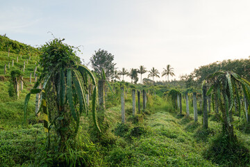 Morning vibes at the plantation in Banyuwangi, Indonesia.