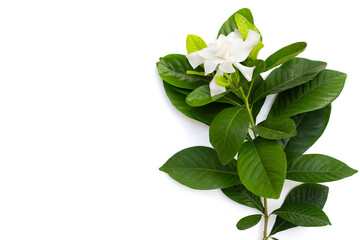 Cape jasmine leaves or garden gardenia, gerdenia flower