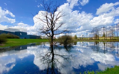 Landschaft mit kahlem Baum der sich in einem See spiegelt