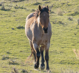 Fototapeta premium horse in the field