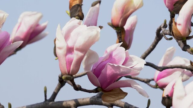 Purple magnolia blooming under the blue sky