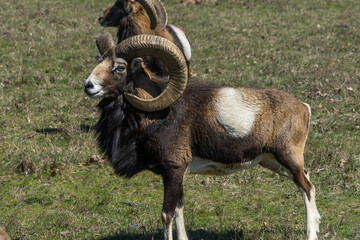 Naklejka premium Portrait of Big Horn Sheep Goat 