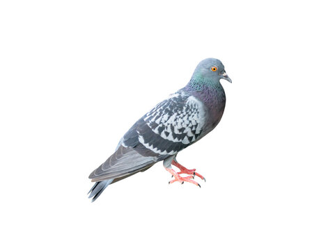 Single wild pigeon standing isolated on white background with clipping path