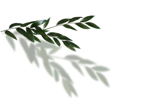 Tree branch with green leaves over white background. Vector graphics. Artwork design element.