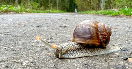 a snail crawls across the road, a road safety concept