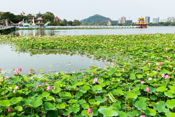 View of the lotus in bloom at the Lotus Pond(Lianchihtan) in Kaohsiung, Taiwan. it is an artificial lake and a popular tourist destination.