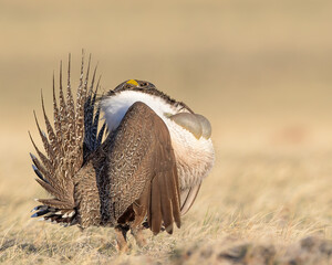 A male sage grouse in full courtship display
