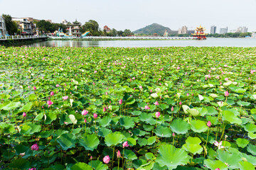 View of the lotus in bloom at the Lotus Pond(Lianchihtan) in Kaohsiung, Taiwan. it is an artificial...