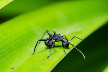 close up of a black ant on green leaf