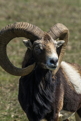 Portrait of Big Horn Sheep Goat 