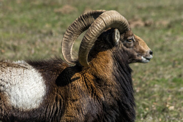 Portrait of Big Horn Sheep Goat 