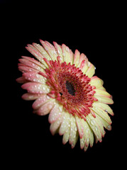Yellow & Red Gerbera Daisy