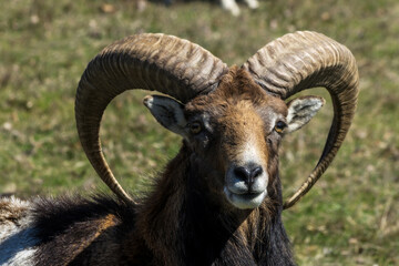 Portrait of Big Horn Sheep Goat 