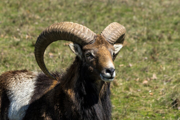 Naklejka na ściany i meble Portrait of Big Horn Sheep Goat 