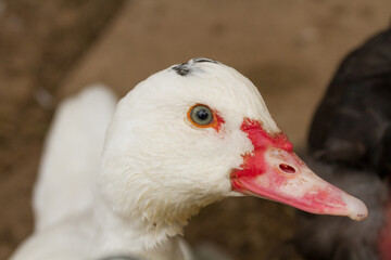 PORTRAIT PHOTOGRAPH OF WHITE DUCK. CONCEPT OF DOMESTIC ANIMALS AND FARMS.