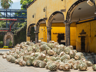 Close up shot of many Tequila plants preparing to make the Tequila wine
