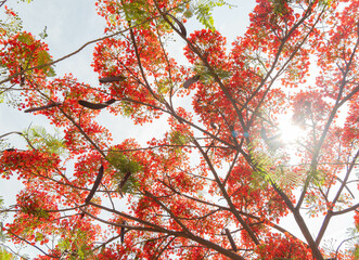 Sunny view of the flame tree blossom