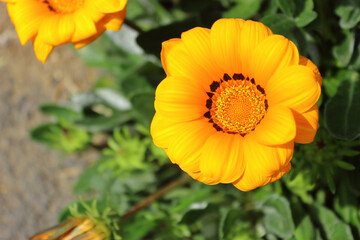 봄이오는 4월 아름답게 피어난 노랑색 가자니아