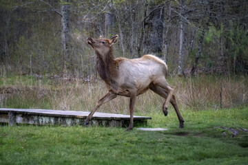 Young Elk strutting around