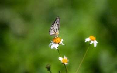 butterfly on a flower