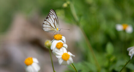butterfly on a flower