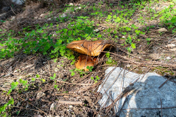 Young  edible mushrooms - buttercup make their way through a layer of grass and needles in a coniferous forest, near the Safed city, in northern Israel