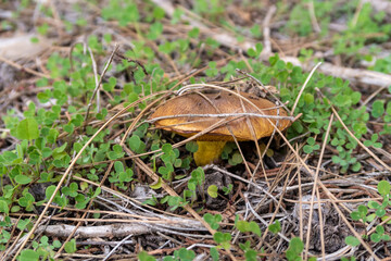 Young  edible mushrooms - buttercup make their way through a layer of grass and needles in a coniferous forest, near the Safed city, in northern Israel