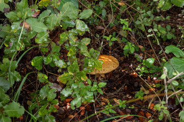 Obraz premium A young edible mushroom - Obabok - Leccinum lepidum, makes their way through a layer of grass and needles in a coniferous forest near the city of Karmiel, in northern Israel.