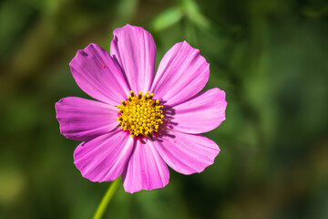 Obraz premium Beautiful purple Cosmos flower on green blured background. Cosmos bipinnatus, commonly called the garden cosmos or Mexican aster.