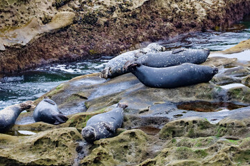 Harbor seals laying on the rocks in La Jolla Cove in California.