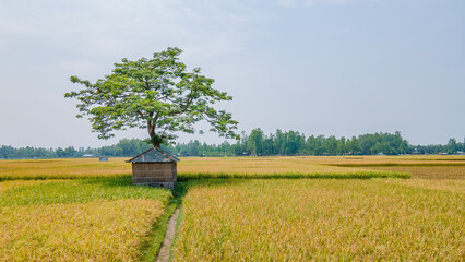 Beautiful view of rice field and hut , beautiful bangladesh landscape photo