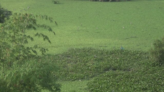 common green rootless duckweed plant on water in pond swamp