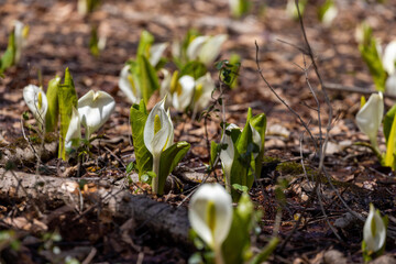 spring snowdrops in the snow