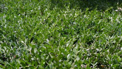 green grass background