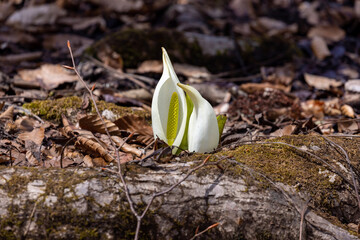 spring snowdrop flower