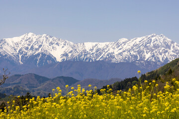 flowers in mountains